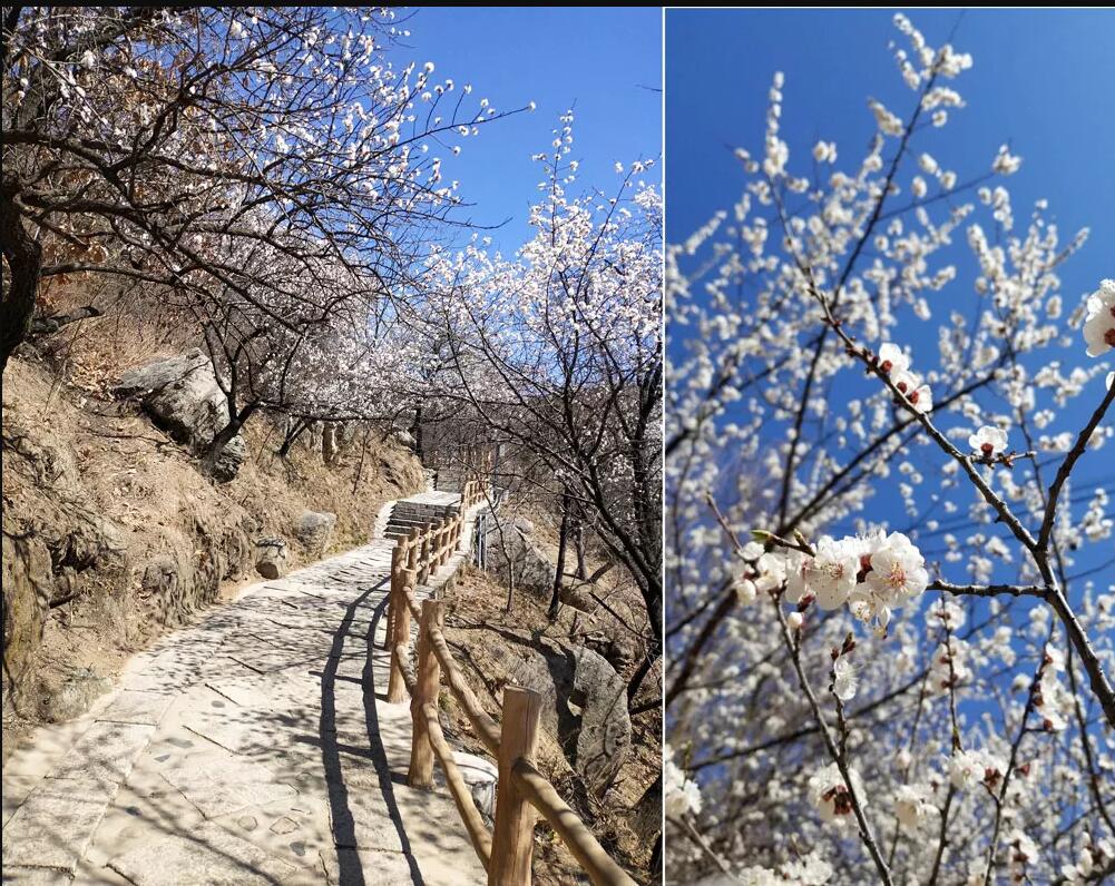 沒登頂長城的老師不是好老師！--記崇文直屬春季踏青活動