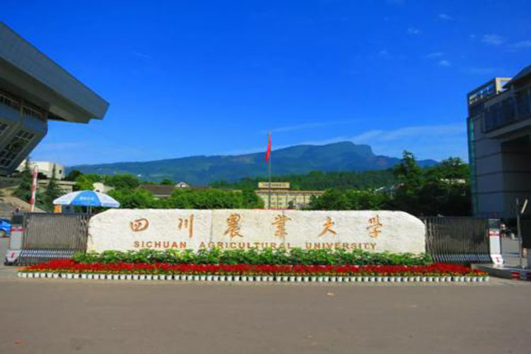 四川農(nóng)業(yè)大學?？茖W歷怎么升本科比較好