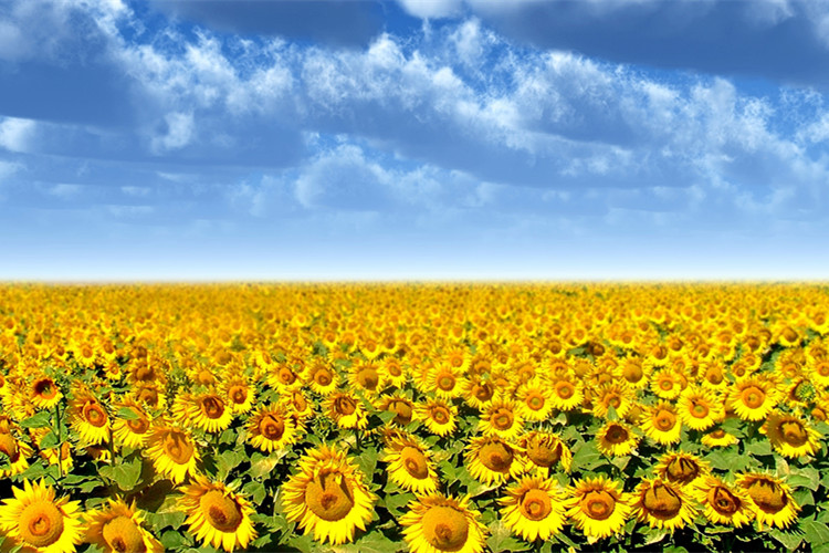 金華專升本難不難？