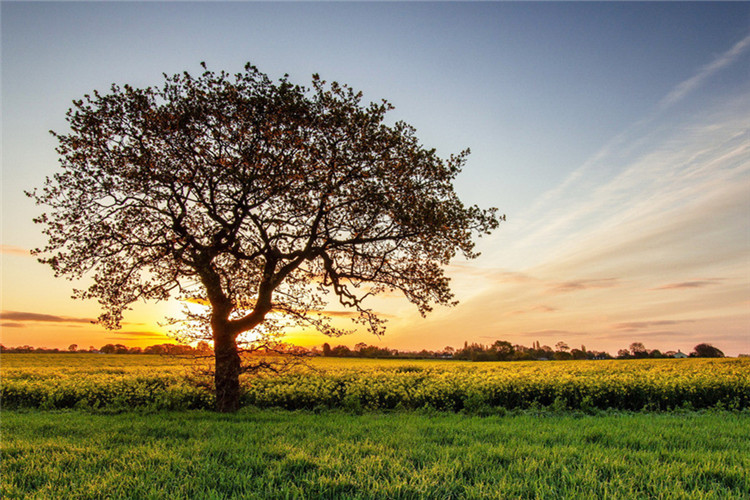 北京交通大學(xué)能不能專升本？要什么條件？