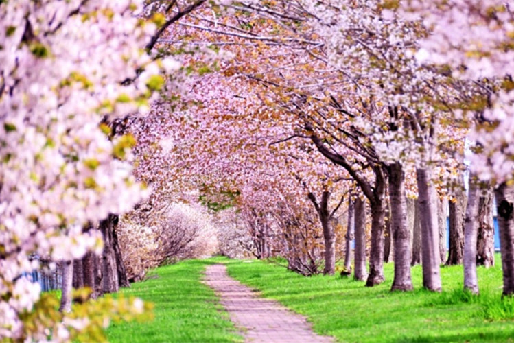 駐馬店專升本學(xué)校有哪些？