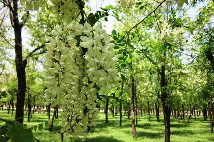 焦作靠譜的學歷提升機構排名