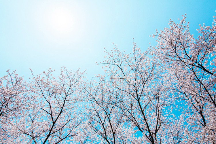 物理學專業(yè)專升本有哪些學校可以報考？