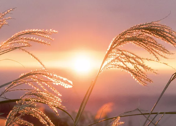 英語四六級，中國文化特色詞匯翻譯