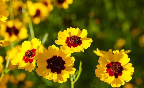 應(yīng)用英語(yǔ)專(zhuān)業(yè)專(zhuān)升本考試科目有哪些？