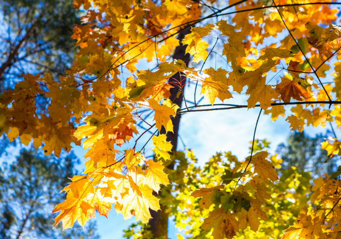 生物科學(xué)專升本什么時(shí)候能畢業(yè)？