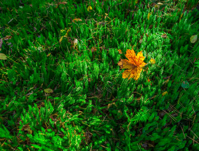 石油化工技術(shù)專升本畢業(yè)需要多久?