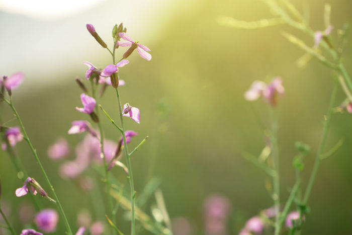 樂山專升本培訓機構有哪些