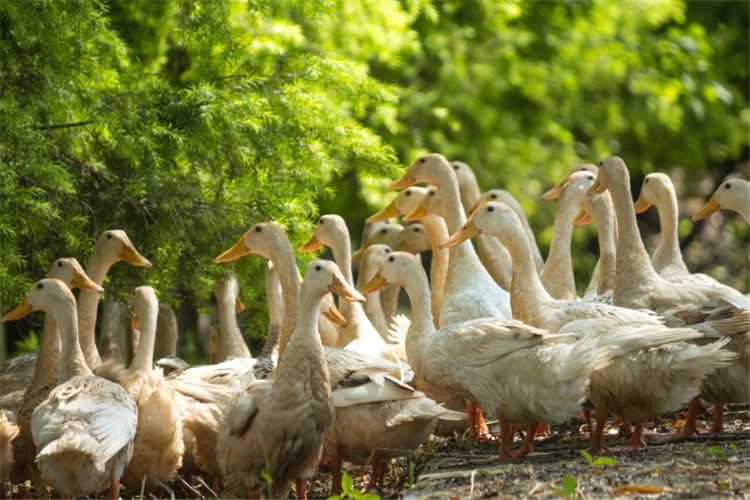 小學(xué)教育專(zhuān)升本可以報(bào)考哪些學(xué)校