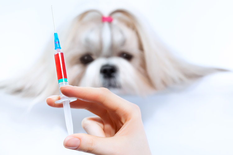 如何報(bào)考動(dòng)物科學(xué)網(wǎng)絡(luò)教育專業(yè)？