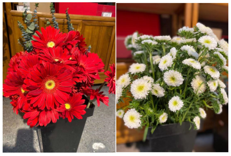 濟(jì)南直屬 | 璀璨花香，芳華綻放